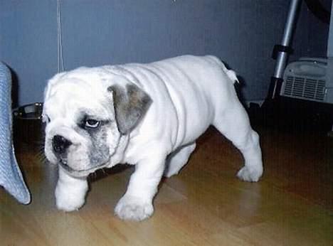 Engelsk bulldog Pac billede 2