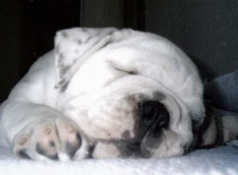 Engelsk bulldog Pac billede 3