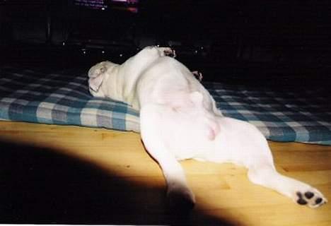 Engelsk bulldog Pac billede 4