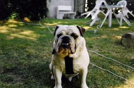 Engelsk bulldog Pac billede 5