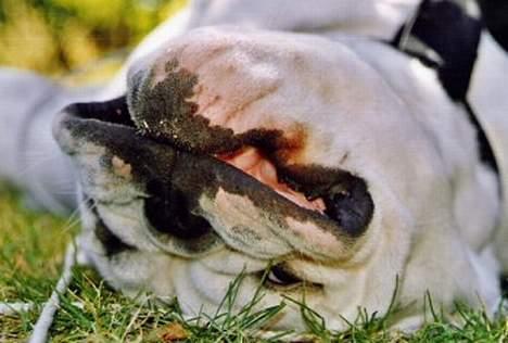 Engelsk bulldog Pac billede 6