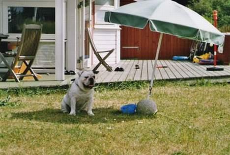 Engelsk bulldog Pac billede 7