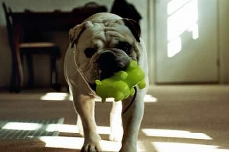 Engelsk bulldog Pac billede 8