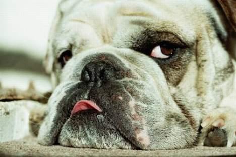 Engelsk bulldog Pac billede 9