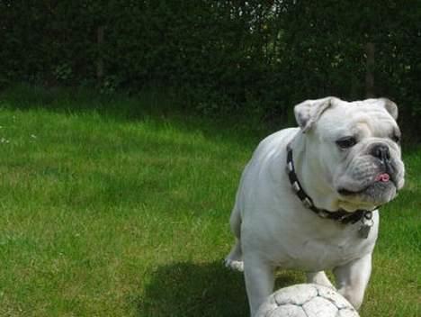 Engelsk bulldog Pac billede 10