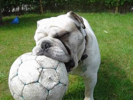 Engelsk bulldog Pac billede 11