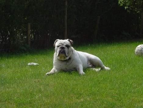 Engelsk bulldog Pac - I AM THE KING!! billede 12