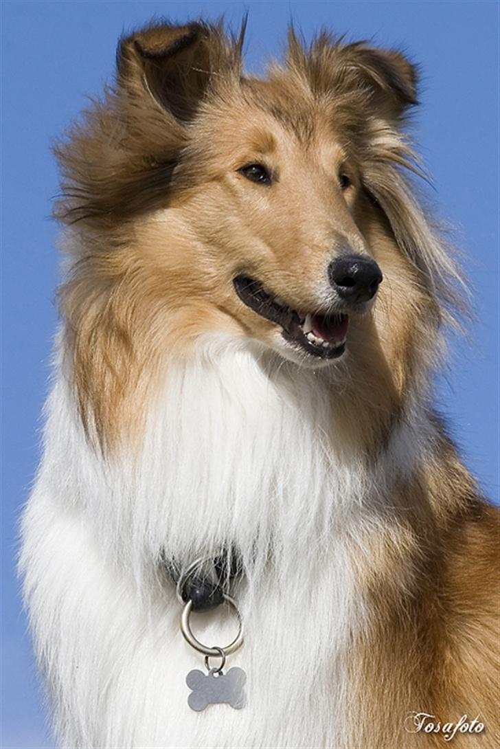 Collie langhåret Honey - Honey - 1½ år billede 1