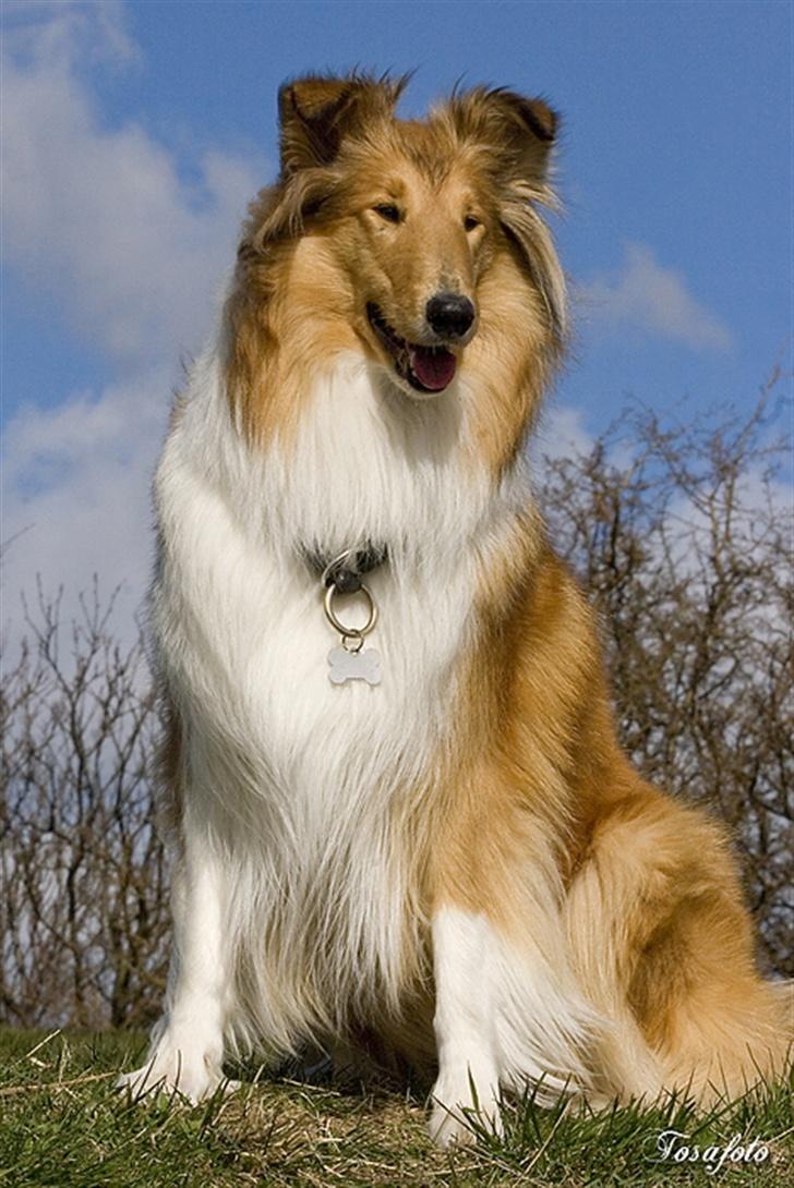 Collie langhåret Honey billede 2