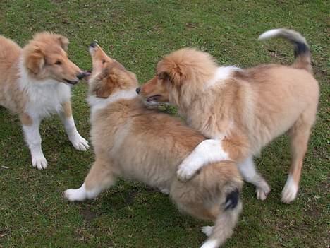 Collie langhåret Honey - Her som hvalpe - Honey til venstre, hendes søster i midten - og Gimli til højre. billede 3