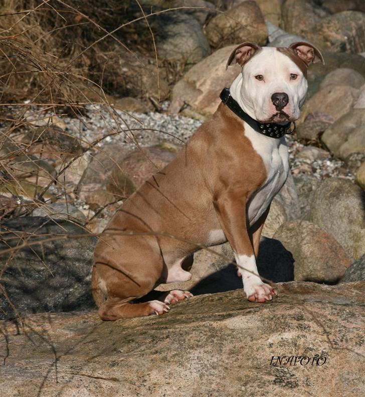 Amerikansk staffordshire terrier ICEMAN R.I.P.  - Jeg sidder lige model  billede 12