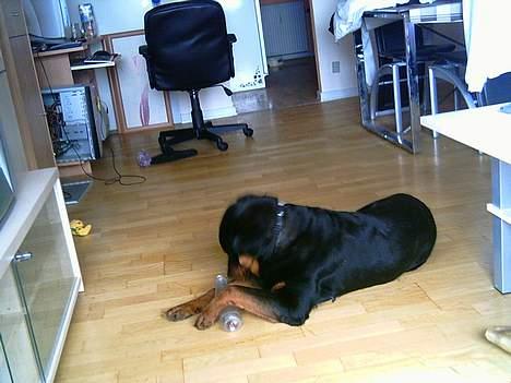 Rottweiler Kaiser billede 18