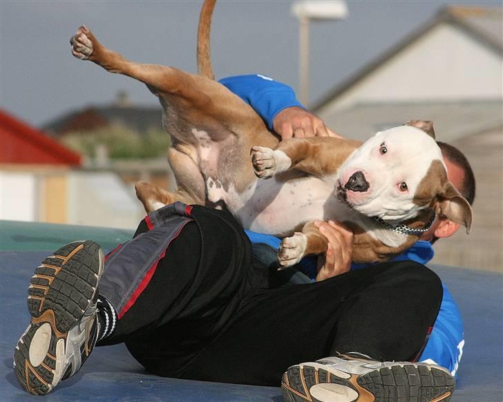 Amerikansk staffordshire terrier ICEMAN R.I.P.  - nyt billede 13