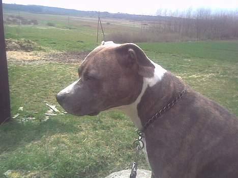 Amerikansk staffordshire terrier tessa billede 19