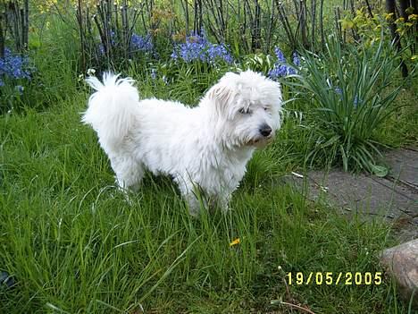 Coton de tulear Tintin billede 3