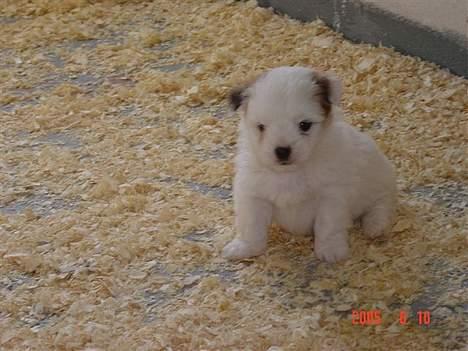 Coton de tulear Bounty - En lille forsigtig pige, hvis hun ikke var født i en stald, havde hun måske haft nemmere ved nogle ting.. billede 8