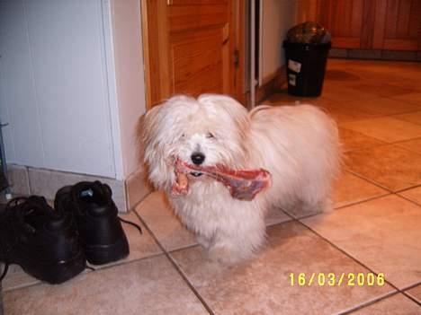 Coton de tulear Bounty billede 6