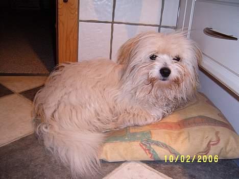 Coton de tulear Bounty billede 5