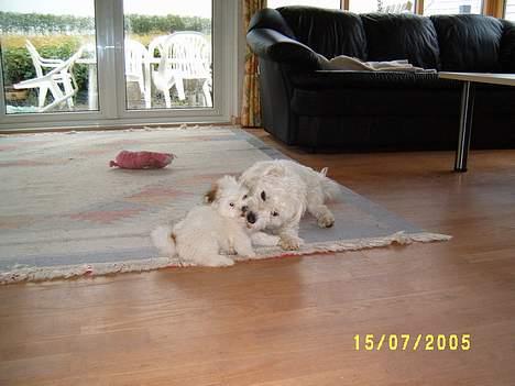Coton de tulear Bounty billede 7