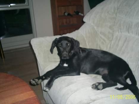 Labrador retriever Freja (Formel 1) - Heii se hvor stor jeg er blevet :D (Upppps ligger vidst i sofaen.  må skynde mig væk enden Mia kommer, jeg må ikk ligge i sofaen :)) billede 14