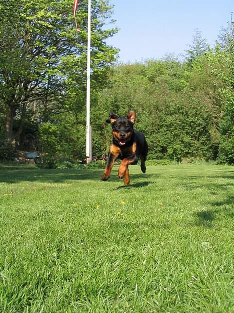 Rottweiler Elvis - Høj hastihed.. Hold på hat og briller (;  billede 11