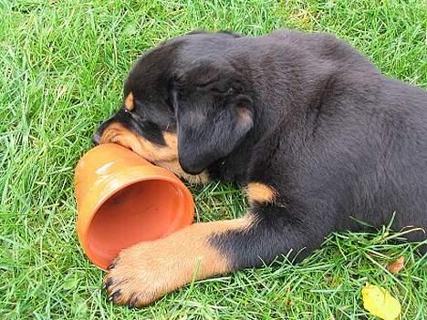 Rottweiler Elvis - Det er miin .. billede 12