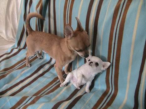 Chihuahua Destiny - (13/05-06) Er ikke så tryk ved Danger og Challenge endnu.  billede 3