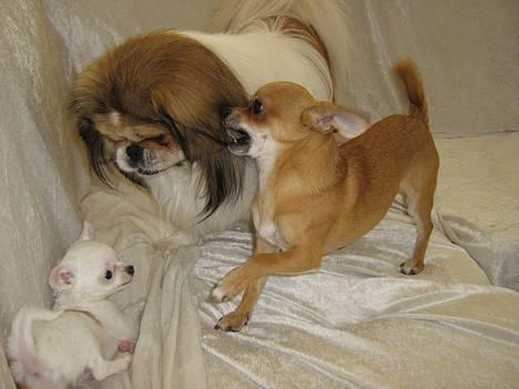 Chihuahua Destiny - Danger, Challenge og Destiny i sofaen billede 4