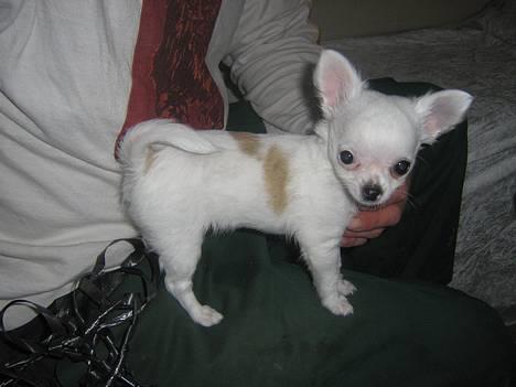 Chihuahua Destiny billede 5