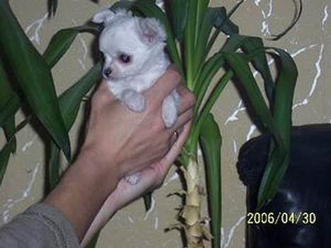 Chihuahua Destiny - Inden hun kom hjem billede 6