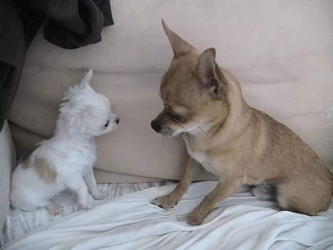 Chihuahua Destiny - Challenge og Destiny billede 7