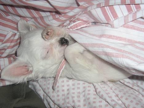 Chihuahua Destiny - Så kunne jeg ikke holde til at lege mere den dag billede 8