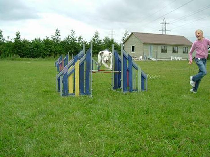 Blanding af racer Zacho..  - Taget i år 2005 , Zacho på agillitibanen billede 1