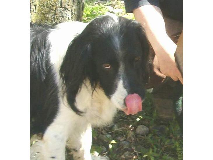 Engelsk springer spaniel Faust - hvad er det? ( Der stod en hest hved siden af ham ) billede 1