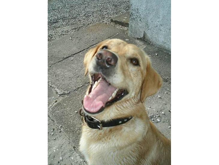 {{currentPhoto.altText}} billede {{currentPhoto.number}}