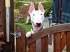 Bullterrier Dolly