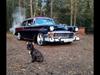 Fransk bulldog Humphrey Bogart