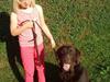Labrador retriever Bella<3