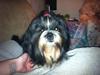 Shih tzu Flindt´s Born To Beauty (Bumle)