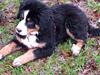 Berner sennenhund Saxo