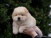 Chow chow Nin-T'sun Cooper De La Creme