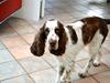 Engelsk springer spaniel Maddie
