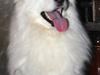 Samojedhund Falcon [ Himmelhund]