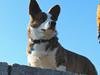 Welsh corgi cardigan Smarties Indy ( Theodor ) [ Himmelhund]