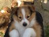Shetland sheepdog Molly