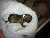 Chihuahua Al`Gisimo `s Adelita, Kaldenavn : Alma