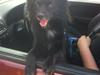 Blanding af racer Buster