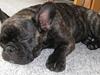 Fransk bulldog Kato Yasyo`s Chryse Ejner