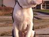 Olde english bulldogge AlCapone Morgan