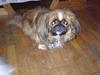 Pekingeser Theis